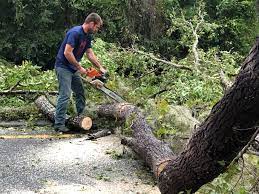 How Our Tree Care Process Works  in  Whitaker, PA